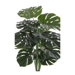 Monstera - 90 cm