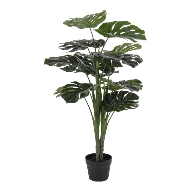 Monstera - 90 cm