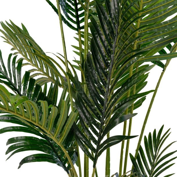 Areca Palme