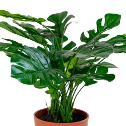 Monstera - 45 cm