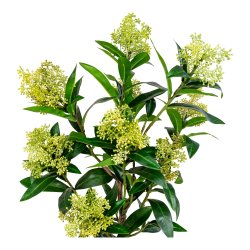 Skimmia Tr