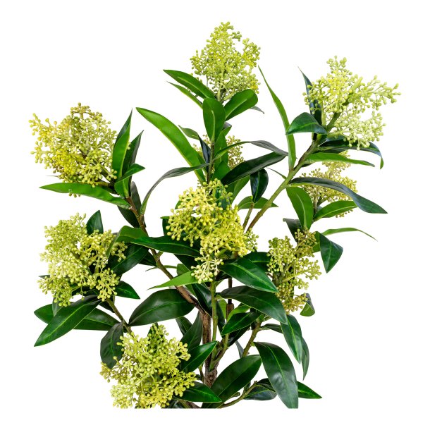 Skimmia Tr