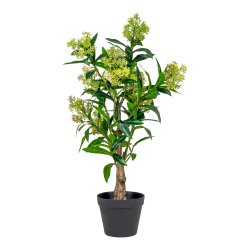 Skimmia Tr