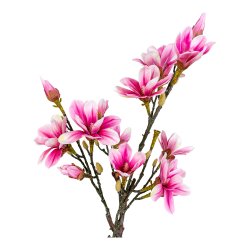 Magnoliatr
