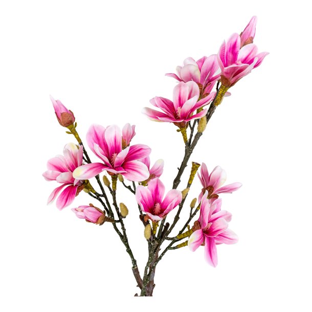Magnoliatr