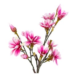 Magnoliatr