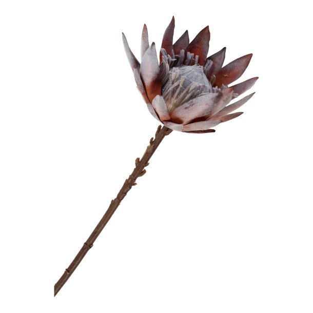 King Protea Buket